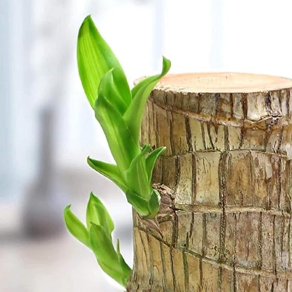 🌿Premium Lucky Wood Plant | Lucky Brazil Wood Potted Plant, Healthy Indoor Live Lucky Brazilian Plant for Living Room🌿