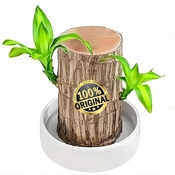 🌿Premium Lucky Wood Plant | Lucky Brazil Wood Potted Plant, Healthy Indoor Live Lucky Brazilian Plant for Living Room🌿