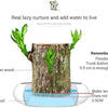 🌿Premium Lucky Wood Plant | Lucky Brazil Wood Potted Plant, Healthy Indoor Live Lucky Brazilian Plant for Living Room🌿