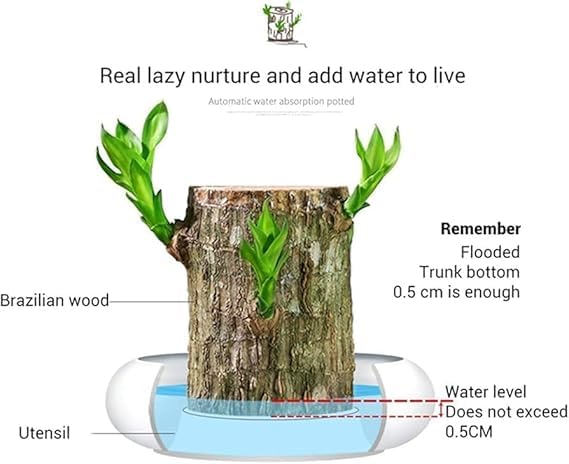 🌿Premium Lucky Wood Plant | Lucky Brazil Wood Potted Plant, Healthy Indoor Live Lucky Brazilian Plant for Living Room🌿