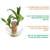 🌿Premium Lucky Wood Plant | Lucky Brazil Wood Potted Plant, Healthy Indoor Live Lucky Brazilian Plant for Living Room🌿