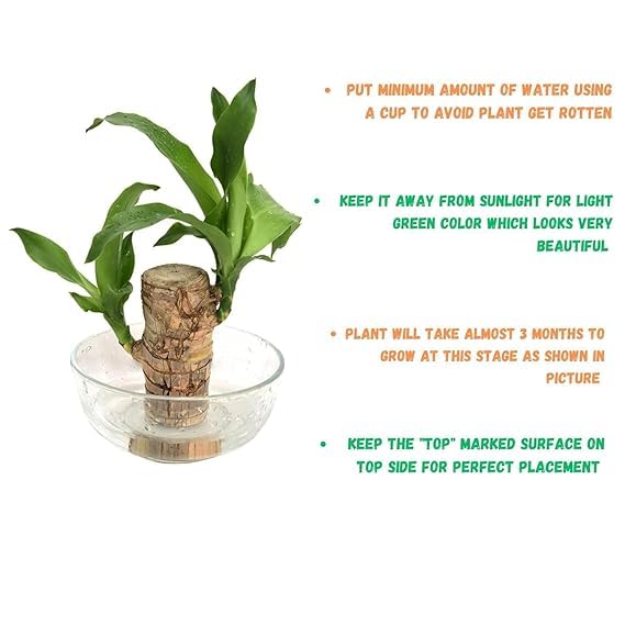 🌿Premium Lucky Wood Plant | Lucky Brazil Wood Potted Plant, Healthy Indoor Live Lucky Brazilian Plant for Living Room🌿