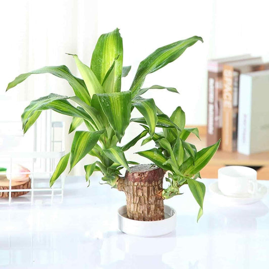 Brazilian Lucky Wood Mini Plant Decoration – Wooden Home Decor with Basin & Little Monk, Ideal for Interior Decoration & Air Purification (Pack of 1)