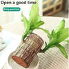 🌿Premium Lucky Wood Plant | Lucky Brazil Wood Potted Plant, Healthy Indoor Live Lucky Brazilian Plant for Living Room🌿