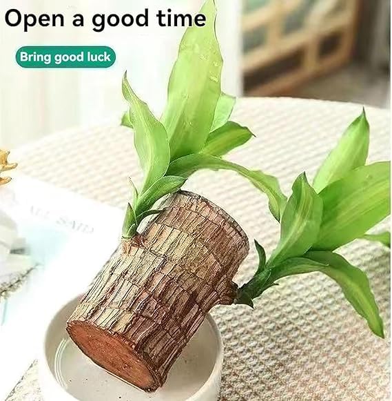 🌿Premium Lucky Wood Plant | Lucky Brazil Wood Potted Plant, Healthy Indoor Live Lucky Brazilian Plant for Living Room🌿