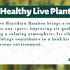 🌿Premium Lucky Wood Plant | Lucky Brazil Wood Potted Plant, Healthy Indoor Live Lucky Brazilian Plant for Living Room🌿