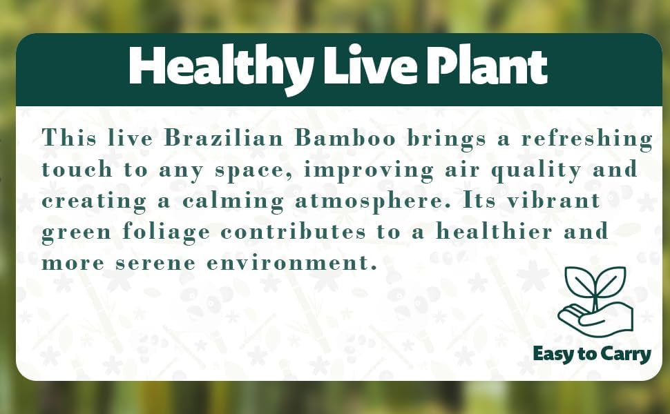 🌿Premium Lucky Wood Plant | Lucky Brazil Wood Potted Plant, Healthy Indoor Live Lucky Brazilian Plant for Living Room🌿