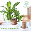 Set of 1 Pot for Lucky Brazilian Wood Plant for Living Room - Healthy Indoor Feng Shui Plant, Low Maintenance Air Purifying Decor