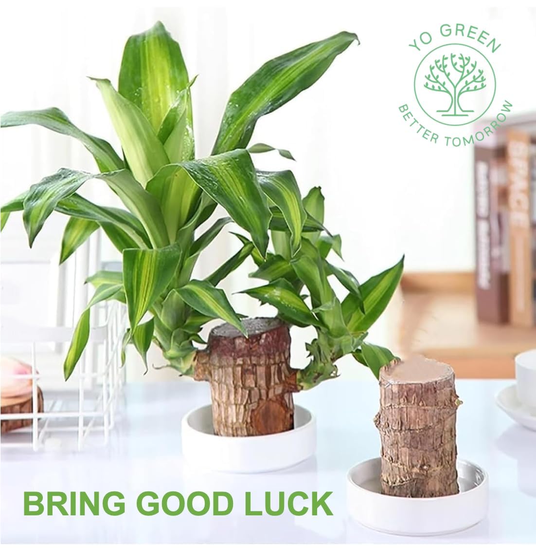 Set of 1 Pot for Lucky Brazilian Wood Plant for Living Room - Healthy Indoor Feng Shui Plant, Low Maintenance Air Purifying Decor