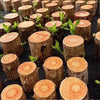 🌿Premium Lucky Wood Plant | Lucky Brazil Wood Potted Plant, Healthy Indoor Live Lucky Brazilian Plant for Living Room🌿
