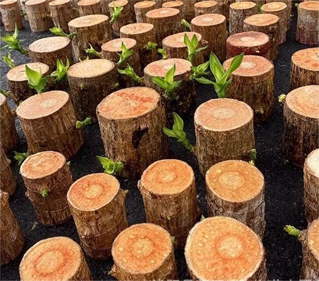 🌿Premium Lucky Wood Plant | Lucky Brazil Wood Potted Plant, Healthy Indoor Live Lucky Brazilian Plant for Living Room🌿