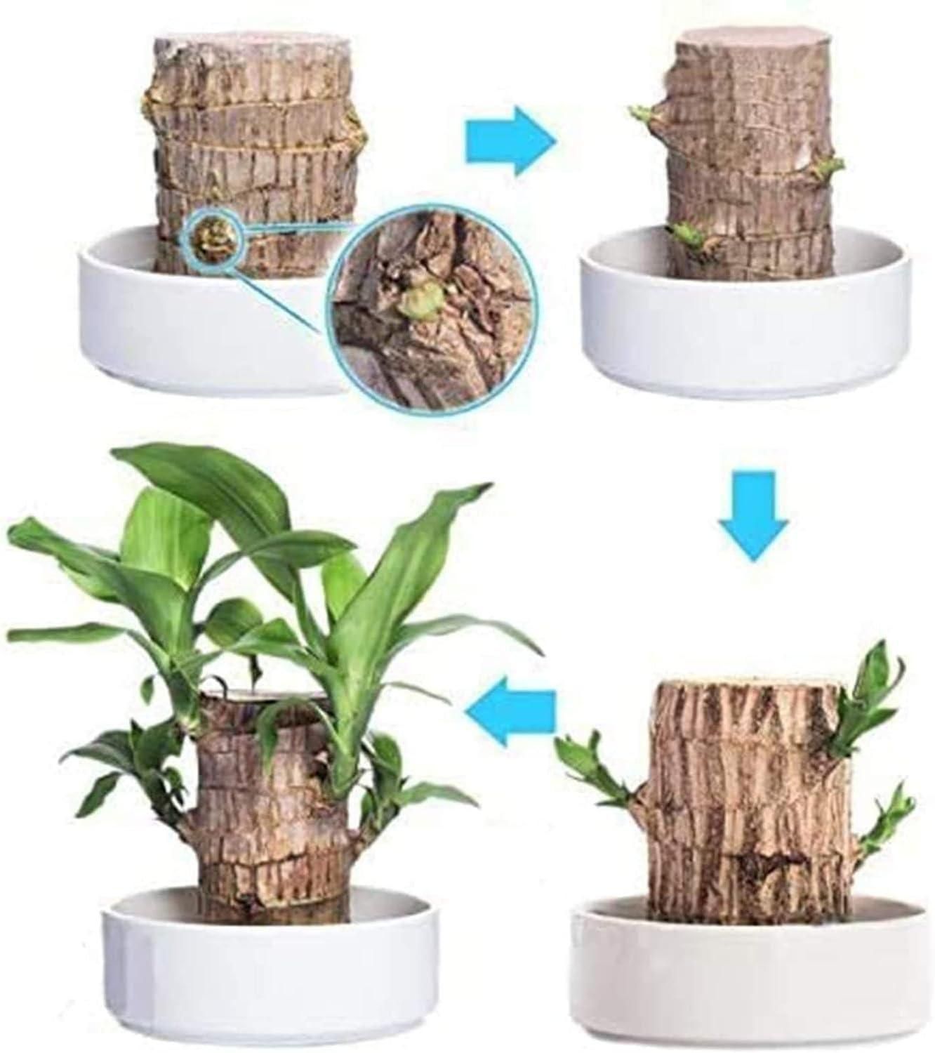Brazilian Lucky Wood Mini Plant Decoration – Wooden Home Decor with Basin & Little Monk, Ideal for Interior Decoration & Air Purification (Pack of 1)