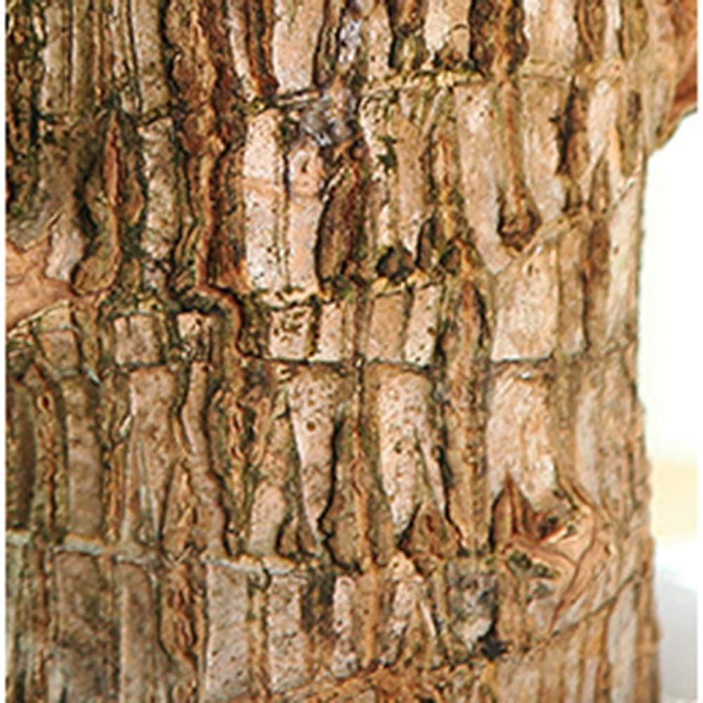 🌿Premium Lucky Wood Plant | Lucky Brazil Wood Potted Plant, Healthy Indoor Live Lucky Brazilian Plant for Living Room🌿