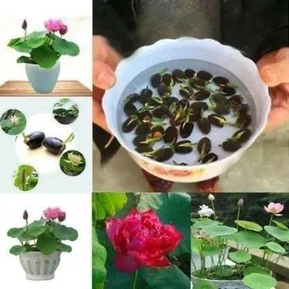 Bonsai Lotus Flower Seeds – 50pcs Pack, Beautiful Decorative Flower Seeds for Home & Garden (Color as Available)