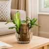 🌿Premium Lucky Wood Plant | Lucky Brazil Wood Potted Plant, Healthy Indoor Live Lucky Brazilian Plant for Living Room🌿